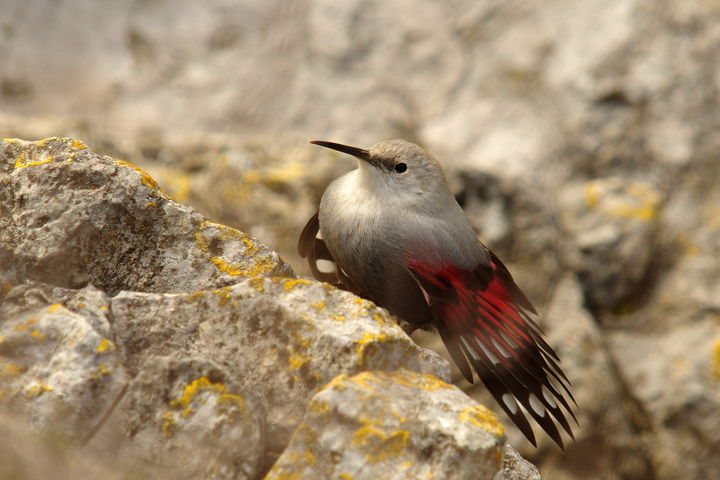 Les oiseaux du cirque de Saint-Marcellin